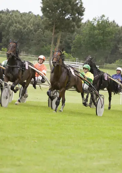 Courses hippiques - Ecommoy