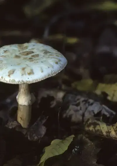 Balade ONF "A la cueillette des champignons"