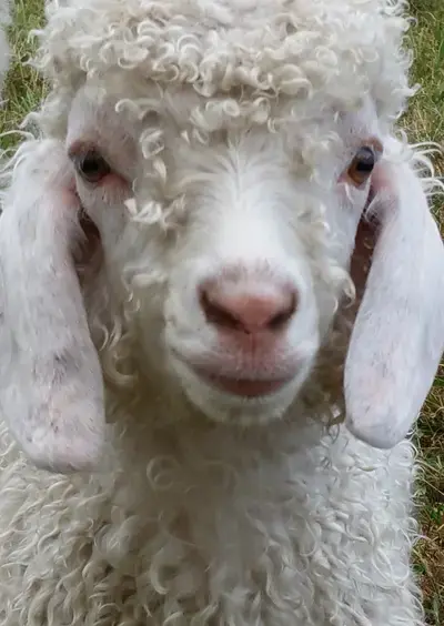 Elevage de chèvres Angora, boutique à la ferme d'articles en laine Mohair