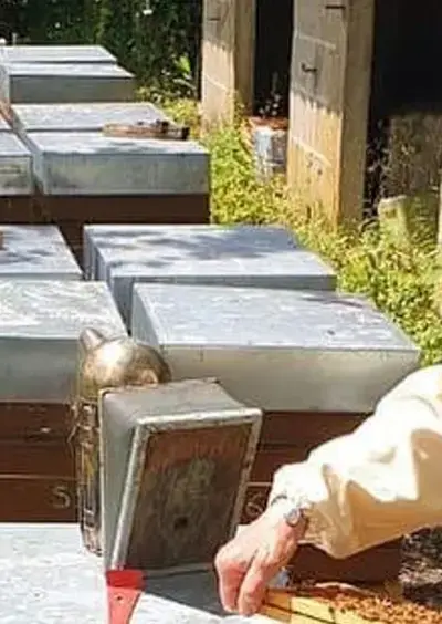 Visite de la miellerie "Rêve d’abeilles"