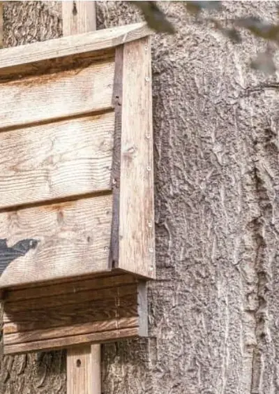 Construction d'abri pour Chauve-Souris