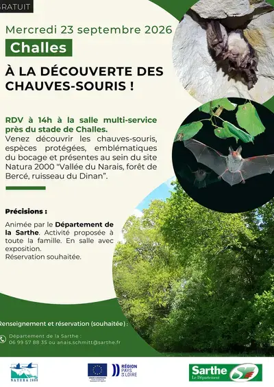 À la découverte des chauves-souris