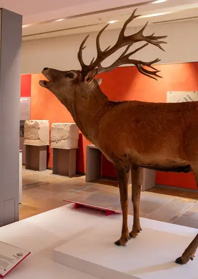 Exposition "Les animaux s'emparent du musée"