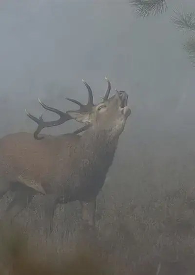 Balade ONF  "À l'écoute du brame du cerf"