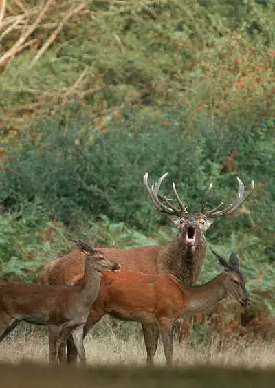 Balade ONF  "À l'écoute du brame du cerf"