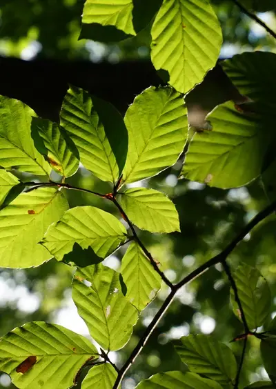 Atelier 5/7 ans "La couleur en forêt"