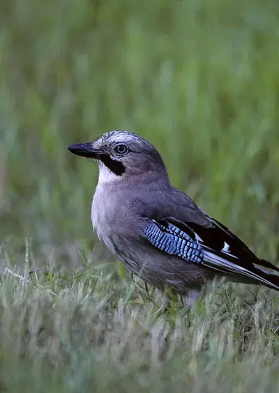 Balade famille "Prise de bec en forêt"