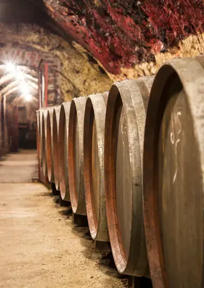 Vignoble et cave : visite guidée par un.e vigneron.ne alliant la nature et technique : Balade dans les vignes de la Vallée du Loir, visite du domaine, du chai e