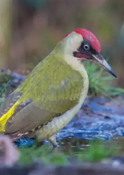 Atelier Becs et Plumes