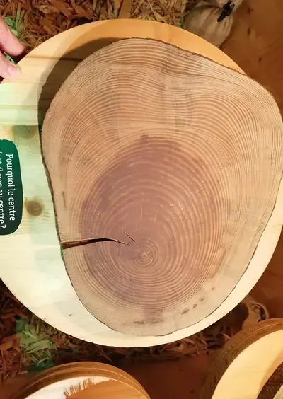 Visite flash "De la petite graine au bois"
