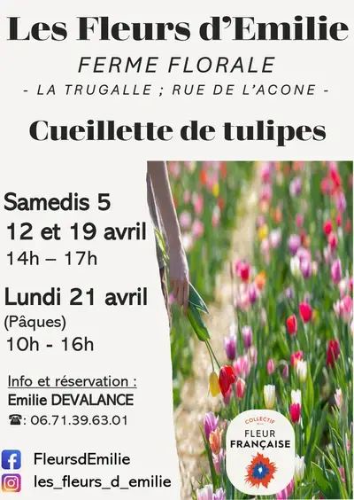 Cueillette de tulipes