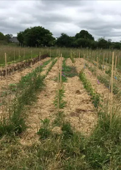 Visite guidée de la pépinière Aux fruitiers Généreux
