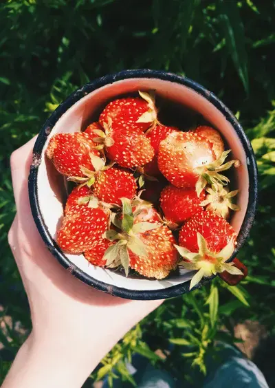 Le jardin nourricier urbain (test)