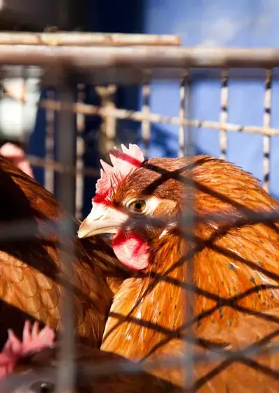 Marché mardi matin à Loué