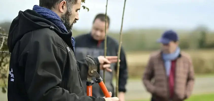 Taille de haie bocagère en Sarthe