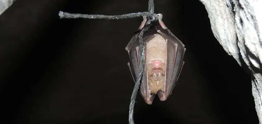 Venez découvrir les chauves-souris lors d'une animation gratuite !