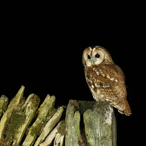 Un cri dans la nuit ! Chouettes et Hiboux : qui sont-ils vraiment ?