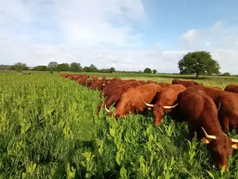 Mercredi du terroir : Visite de la Pillerie - élevage de vaches Salers et de poulets de Loué