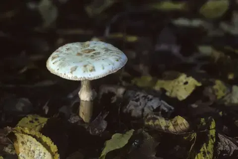 Balade ONF "A la cueillette des champignons"