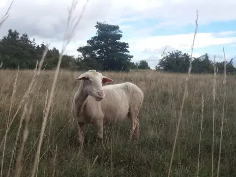 Larzac !