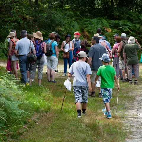 Balade en forêt et découverte de la gestion forestière