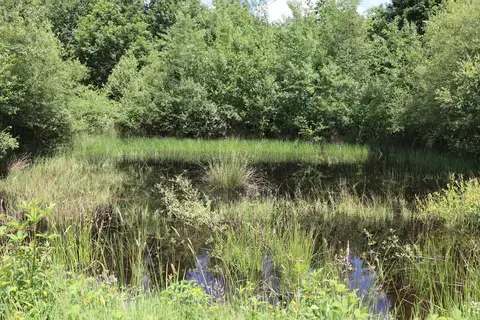 Balade ONF "Mission mare : à la recherche des habitants de l’eau"