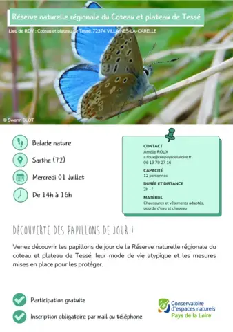 Découverte des papillons de jour !
