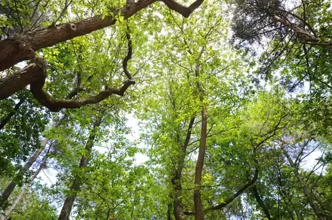 BALADE FORESTIÈRE ET BOCAGÈRE
