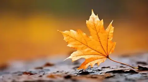 Atelier en famille : arbres et feuilles de l'automne