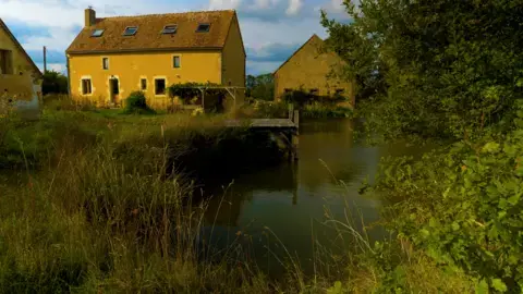Fermentation et plantes sauvages comestibles