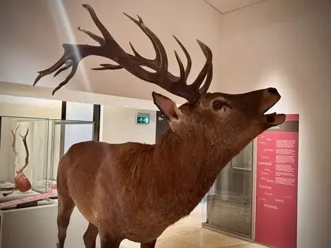Visite guidée en famille "Les animaux s'emparent du musée"