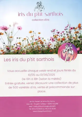 Les Iris du P'tit Sarthois