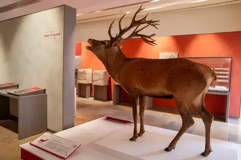 Exposition "Les animaux s'emparent du musée"