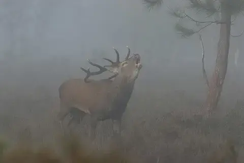 Balade ONF  "À l'écoute du brame du cerf"