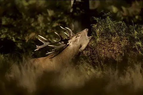 Balade ONF  "À l'écoute du brame du cerf"