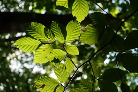 Atelier 5/7 ans "La couleur en forêt"