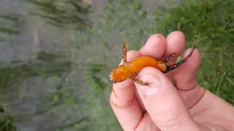 A la recherche du dragon des mares