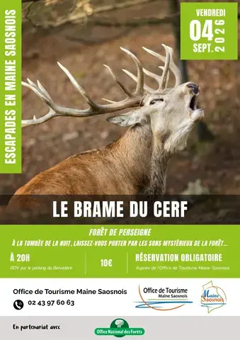 Escapades en Maine Saosnois - Le brame du cerf
