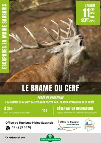 Escapades en Maine Saosnois - Le brame du cerf