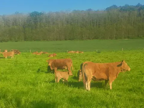 Mercredi du terroir : Visite d'un élevage de porcs et de vaches