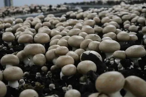 Mercredi du terroir : Visite de l'exploitation "Les Champignons de la Sarthe"