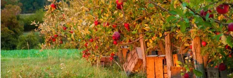 Pommes de Reinettes ou pommes Golden …