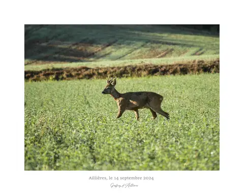 Exposition de Geoffroy d'Aillières - "Merveilles de la Nature"