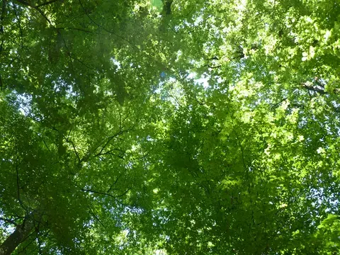Balade ONF "Arbres, apprenez à les reconnaître"