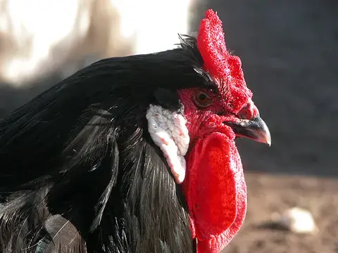 PAT : Visite des Volailles Loyer