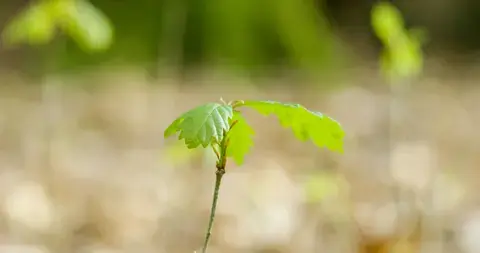 Balade ONF "Préparer la forêt de demain"