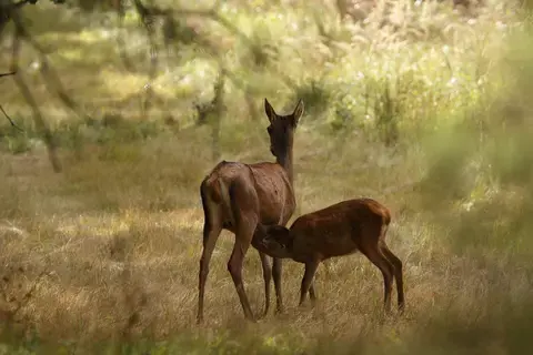 Projection Joël Geffray et Rémi Lepinay "La vie sauvage à deux pas de chez nous"