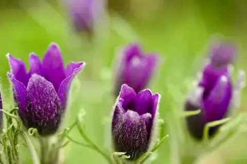 Balade en vallée du Rutin à la découverte des Anémones pulsatilles