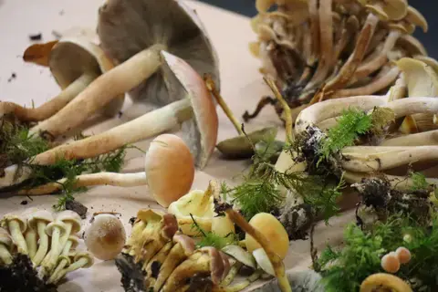 Sortie mycologique avec la société mycologique de la Sarthe