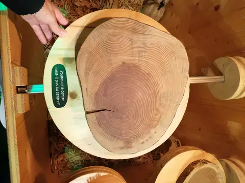 Visite flash "De la petite graine au bois"